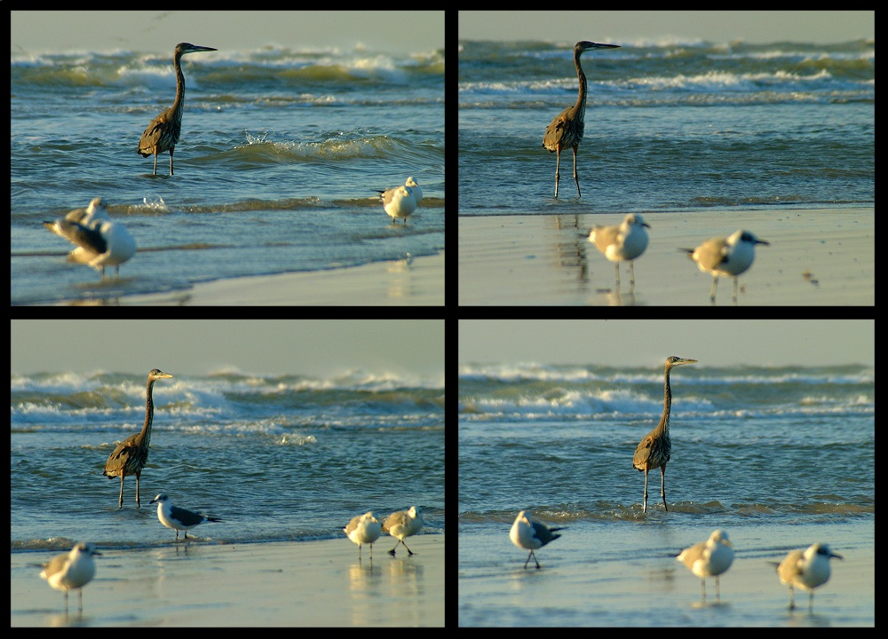 (40) heron montage.jpg   (1000x720)   277 Kb                                    Click to display next picture
